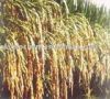 VIETNAM WHITE RICE LONG GRAIN , 5% BROKEN