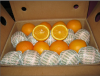 fresh valencia oranges for export