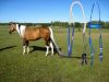 Sell  color full horse   bridle