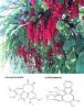 Sell Schisandra extract--Huir