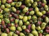 Sell Various Olives, Olive Oils, Fresh Olives