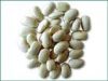 Sell white kidney bean extract