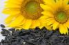 Export Refined Sunflower Oil | Pure Sunflower Oil Suppliers | Refined Sunflower Oil Exporters | Refined Sunflower Oil Traders | Refined Sunflower Oil Buyers | Pure Sunflower Oil Wholesalers | Low Price Sunflower Oil | Best Buy Sunflower Oil | Buy Sunflowe