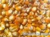  Maize | Maize Exporter | Corn Grain Seller | Maize Buyer | Bulk Maize Grain Importer | Corn bean Buyer | Corn bean Wholesaler | Corn Grain Manufacturer | Best Quality Corn Grain | Cheap Maize Supplier | Low Price Corn | Yellow Corn | White Cron | Baby Ma