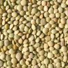 Sell lentils