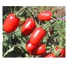 Sell tomatoes seeds