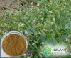 Sell Cowherb Seed extract