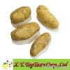 Sell Holland Potato