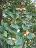 Sell Ginkgo biloba seeds