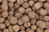 Sell Walnuts from Ukraine