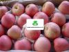 Sell Apple Fuji