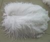 CLEAN OSTRICH FEATHERS