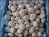 Sell fresh Mushrooms, Oyster Mushroom, Wild Mushrooms