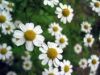 Sell feverfew herb