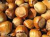 Sell HazelNuts