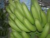 Fresh Premium cavendish bananas for sale