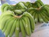 BANANAS FOR EXPORT