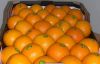 Sell  fresh Valencia oranges, Navel oranges and other fruits