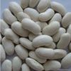 Sell white speckle kidney beans, white red, black and brown beans