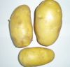 2011 new crop fesh potato