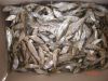 Sell Dried Herring Fish