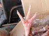 Export Chicken Paw | Chicken Feet Suppliers | Poultry Feet Exporters | Chicken Feets Traders | Processed Chicken Paw Buyers | Frozen Poultry Paw Wholesalers | Low Price Freeze Chicken Paw | Best Buy Chicken Paw | Buy Chicken Paw | Import Chicken Paw | Chi