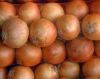 Sell Chinese export fresh yellow onions