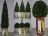 Sell BOXWOOD ALIVE GREEN BONSAI