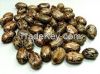 Castor Seed