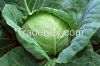 Green Fresh Cabbage