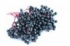 Sell Elderberry Extract