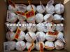 Sell pure white garlic