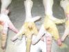 Export Chicken Paw | Chicken Feet Suppliers | Poultry Feet Exporters | Chicken Feets Traders | Processed Chicken Paw Buyers | Frozen Poultry Paw Wholesalers | Low Price Freeze Chicken Paw | Best Buy Chicken Paw | Buy Chicken Paw | Import Chicken Paw | Chi