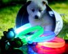 Sell led dog collar