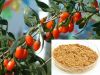 Sell wolfberry Extract