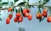 Sell goji berries