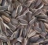 Sell Sunflower Seeds