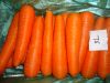 fresh carrot