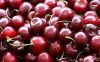 Sell  offer Cherries