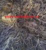 Sell gracilaria seaweed