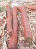 Sell RED SANDALWOOD