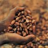 Sell Cocoa Beans