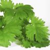 Sell Coriander Oil