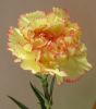 Sell fresh cut carnation-Aurora