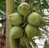 Sell Young fresh coconut