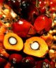 Sell palm oil