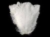 White Ostrich Feather/wholesale ostrich feathers