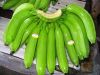 Sell Fresh Cavendish Banana