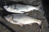 Frozen Silver carp