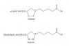 Alpha Lipoic Acid